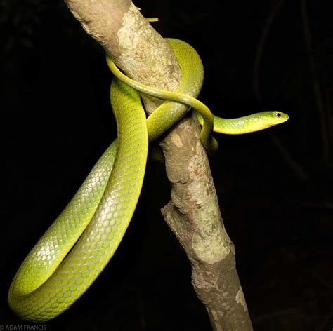 路上看見蛇|辨認蛇類 — HongKongSnakeID.com